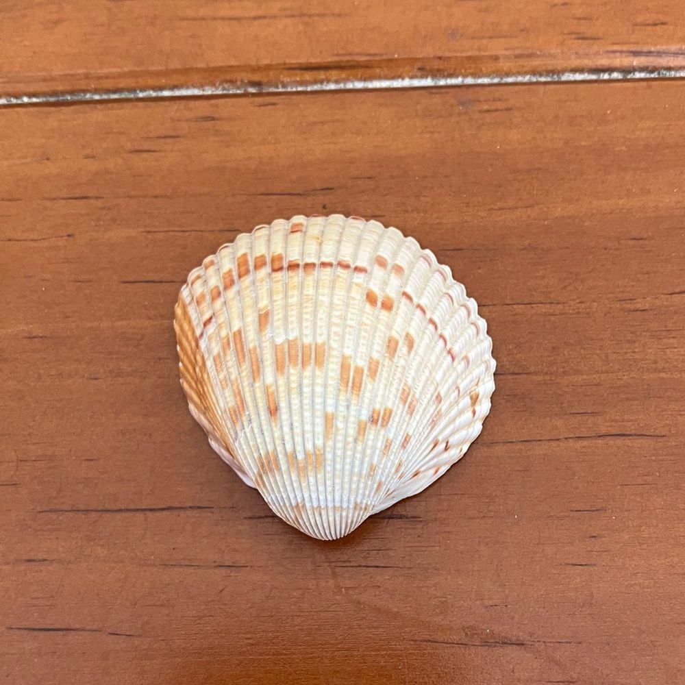 Shell